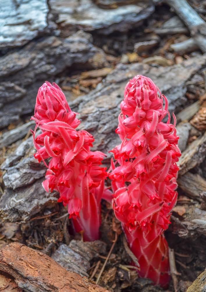 Snow Plant